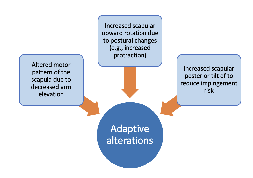 Adaptive alterations of scapular kinematics